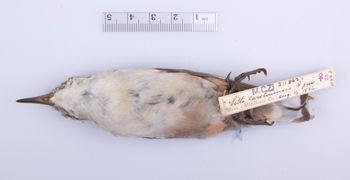 Media type: image;   Ornithology 211862